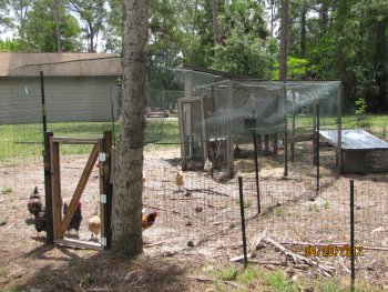 Short fence is on the right adn the taller fence you can see is enclosed to the coop run.